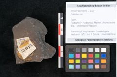 Foto (Objekt + Etikett) von Callipteris sp.  (NHMW-GEO-2024-0188-10913)